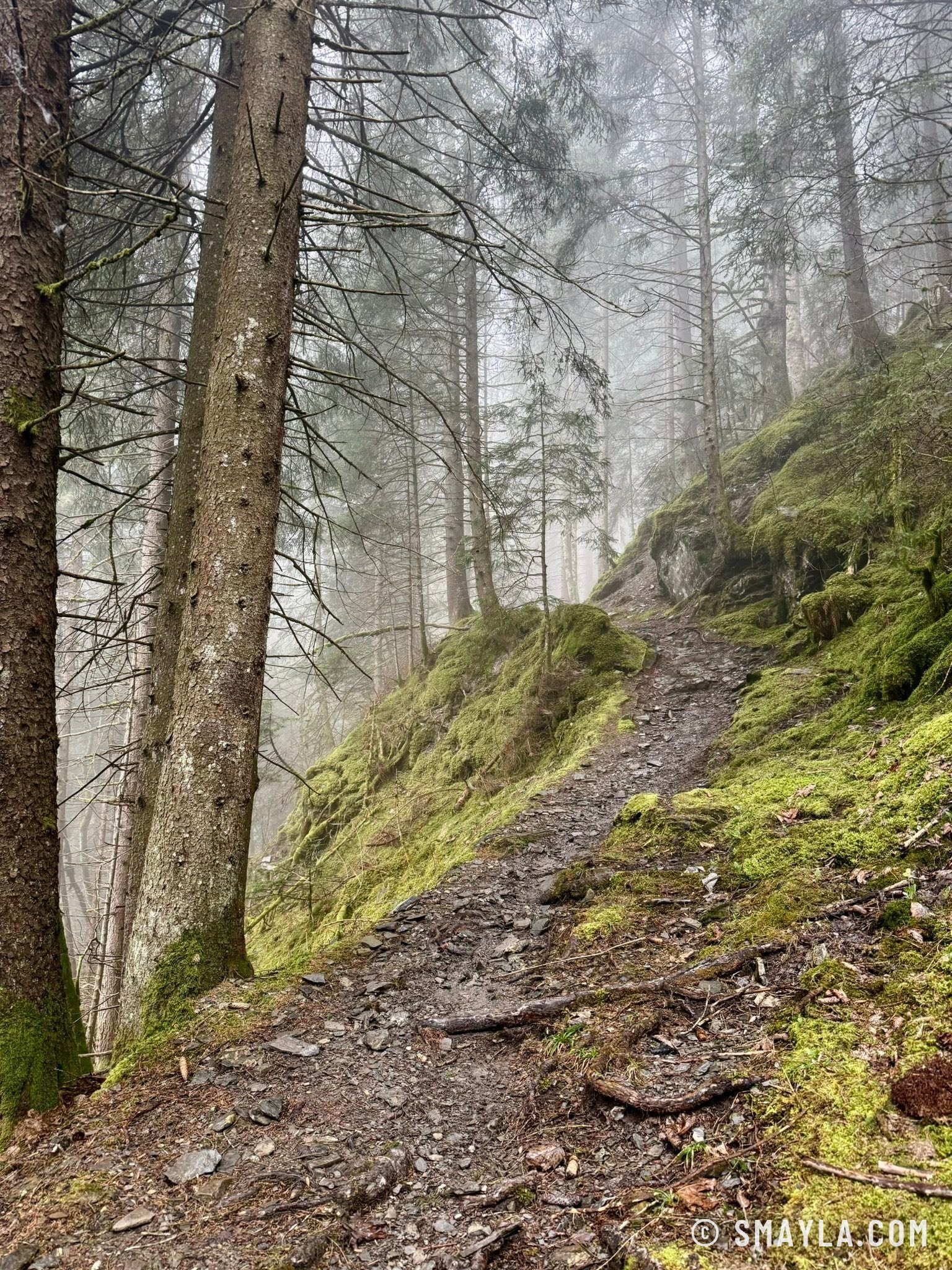 Forêt dans le brouillard