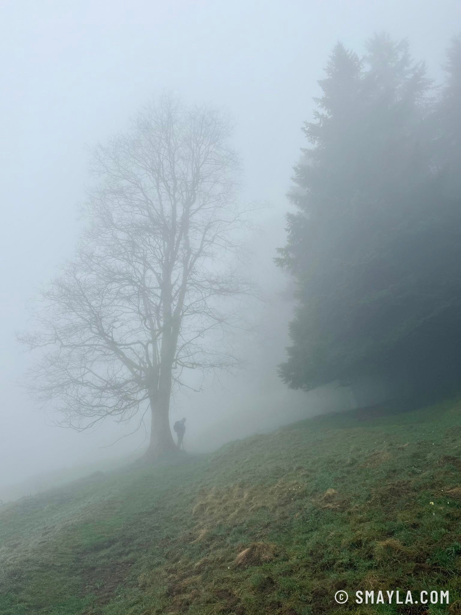 Arbre dans le brouillard