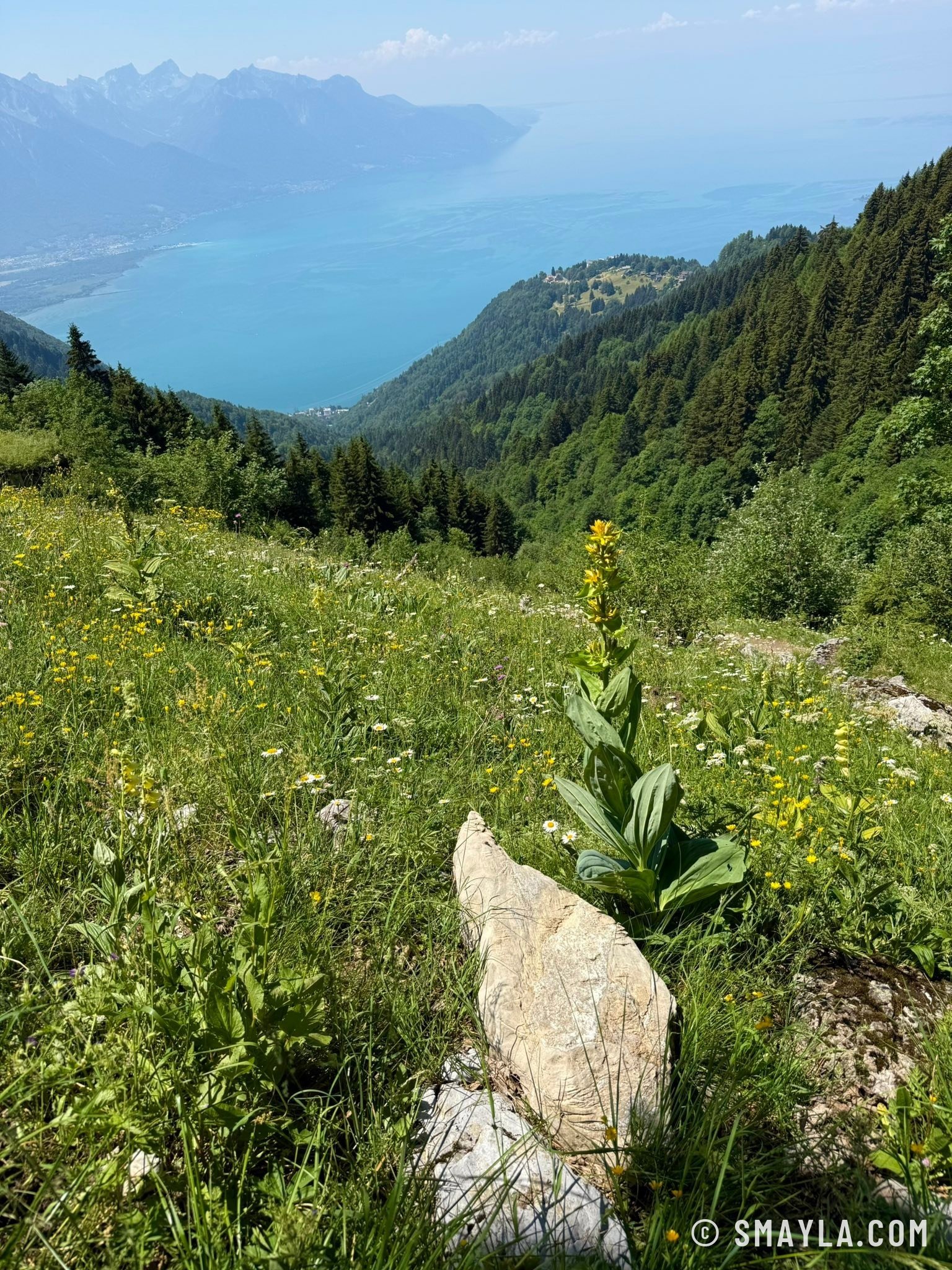 Le Léman depuis les prairies
