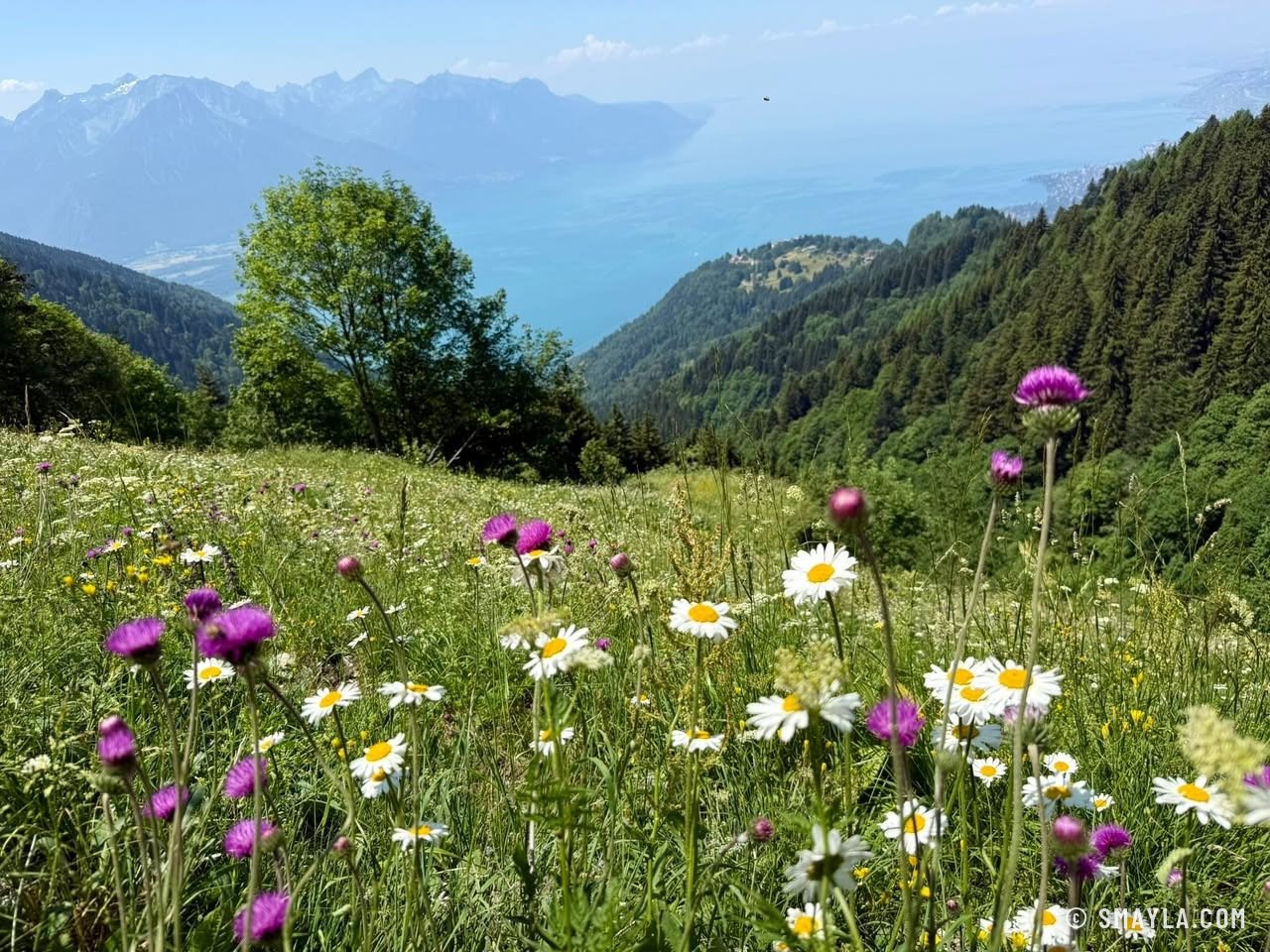 Prairie fleurie au-dessus du lac