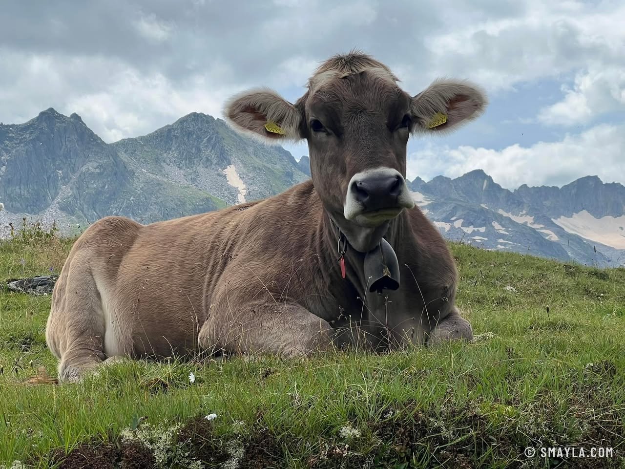 A cow lying in the pasture