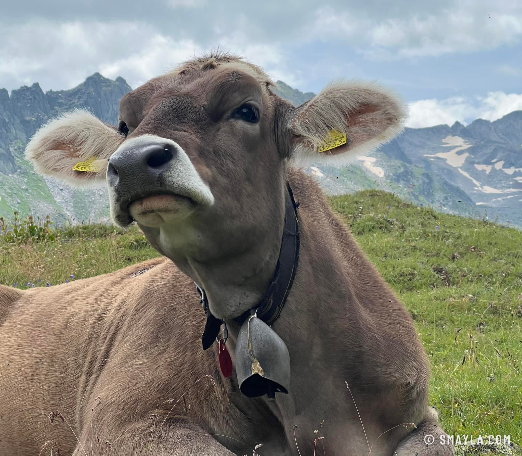 A curious cow