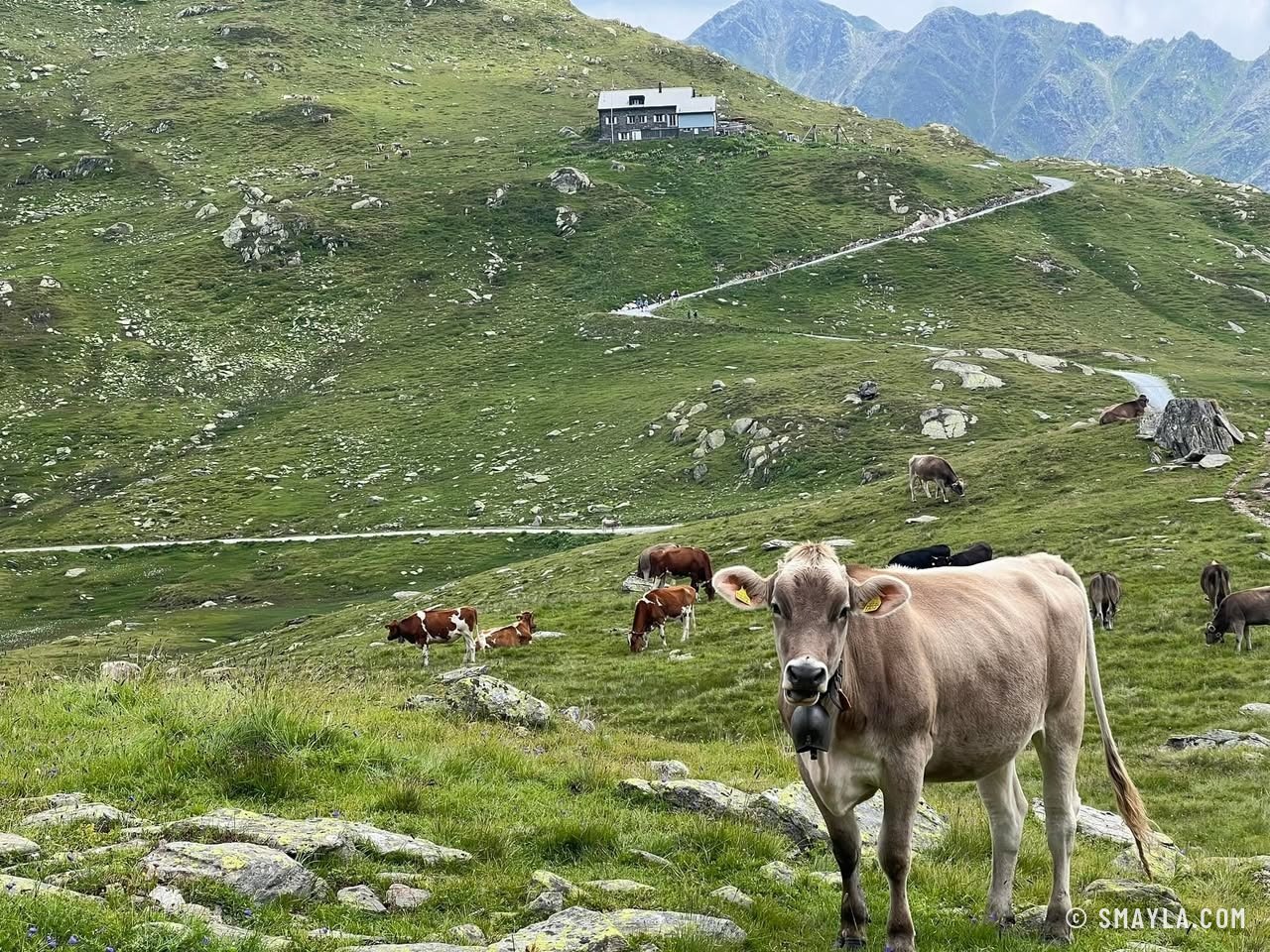 Cows below the hut