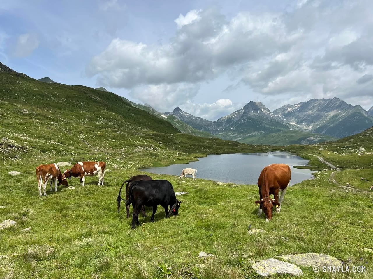 Cows by a lake