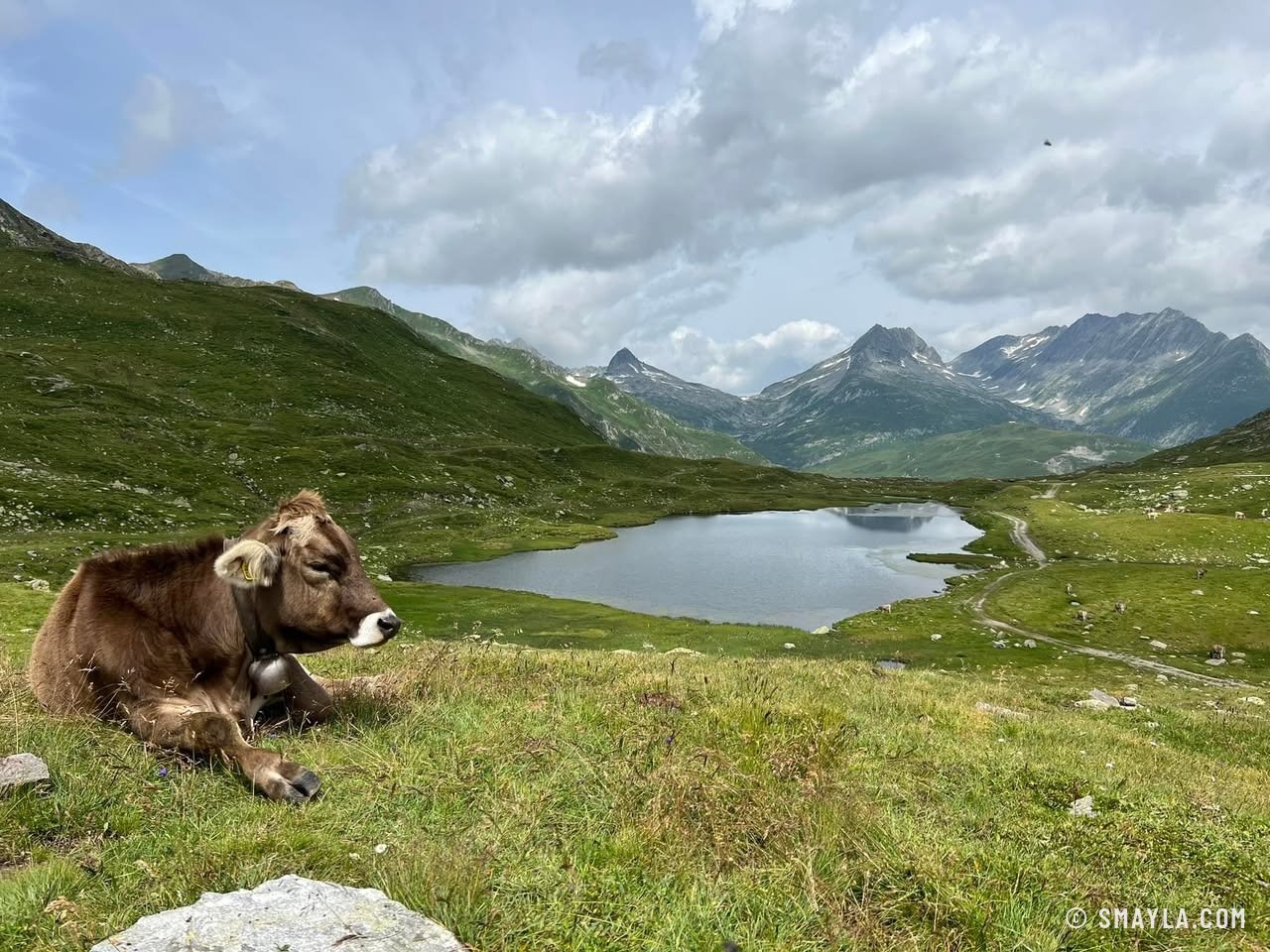 A cow facing the lake