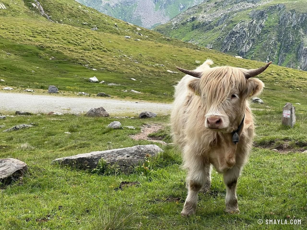 A Highland calf
