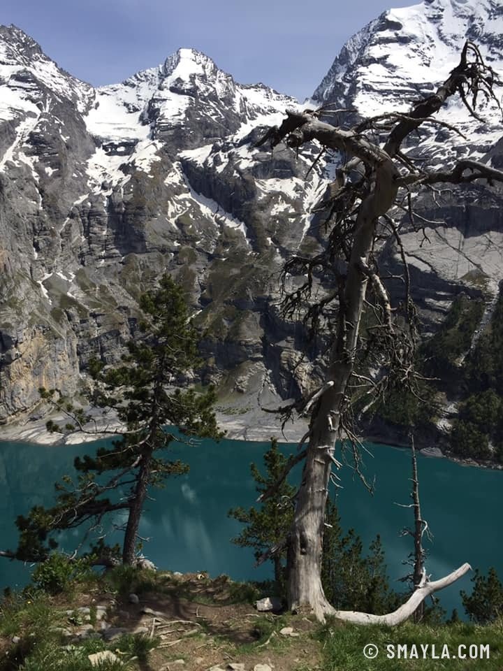 Toter Baum über dem See