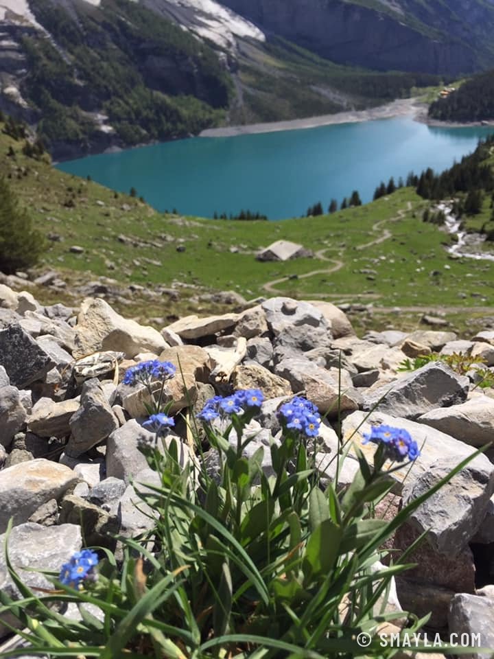 Vergissmeinnicht über dem See