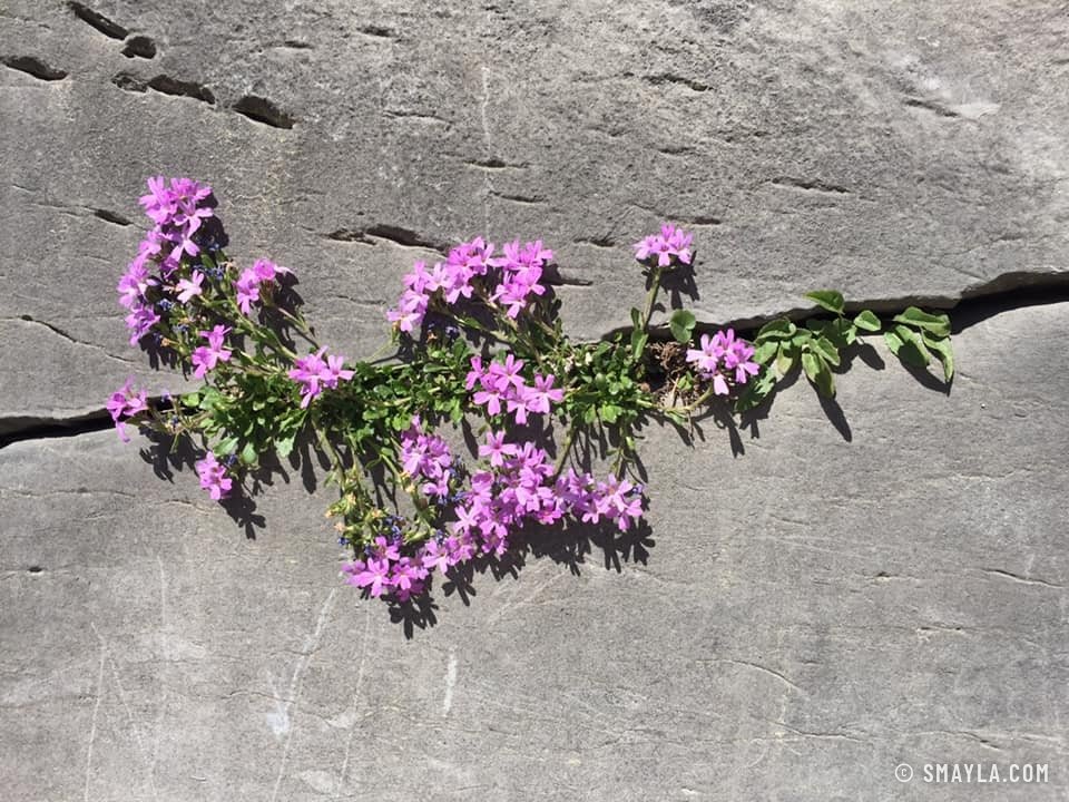 Rosa Leimkraut in einer Felsritze