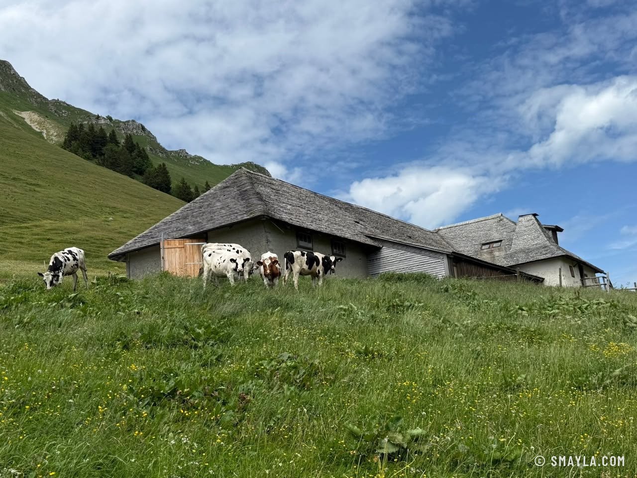 Vaches devant une ferme