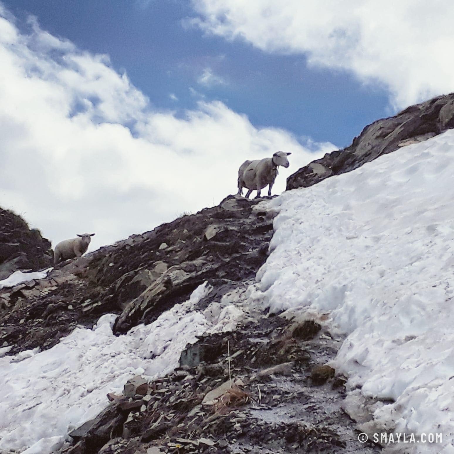 Chèvre sur les rochers enneigés