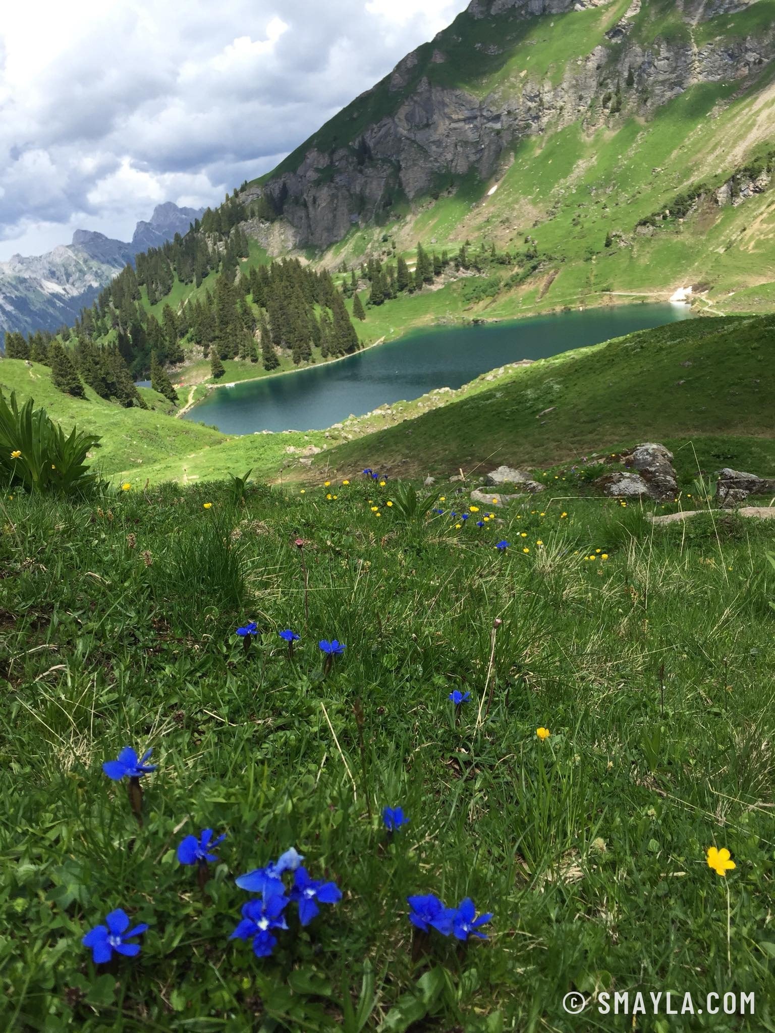 Gentianes au-dessus du lac Lioson