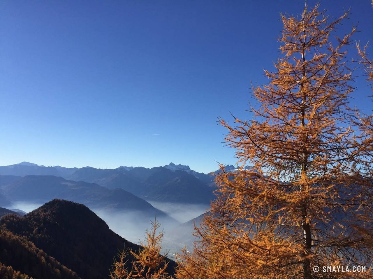 Rostrote Lärche über dem Nebelmeer