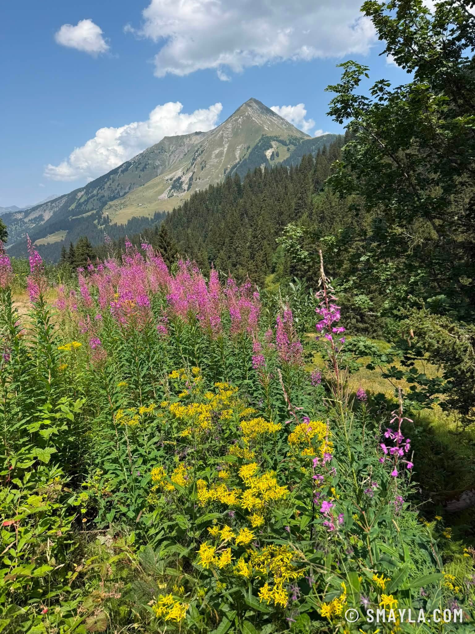 Épilobes et millepertuis