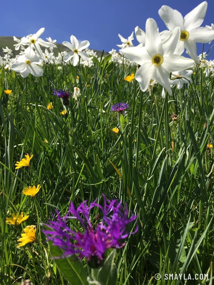 Narcisses en fleurs