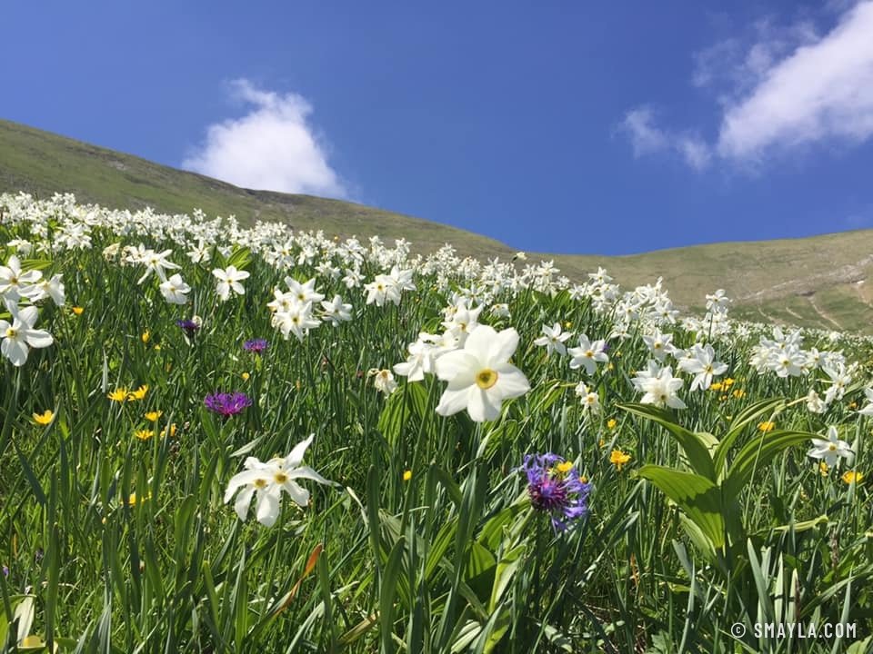 Prairie de narcisses
