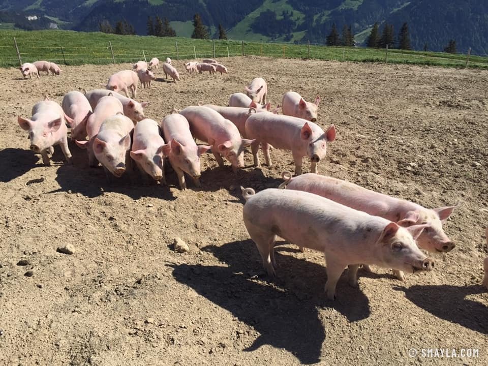 Cochons au soleil à l'alpage