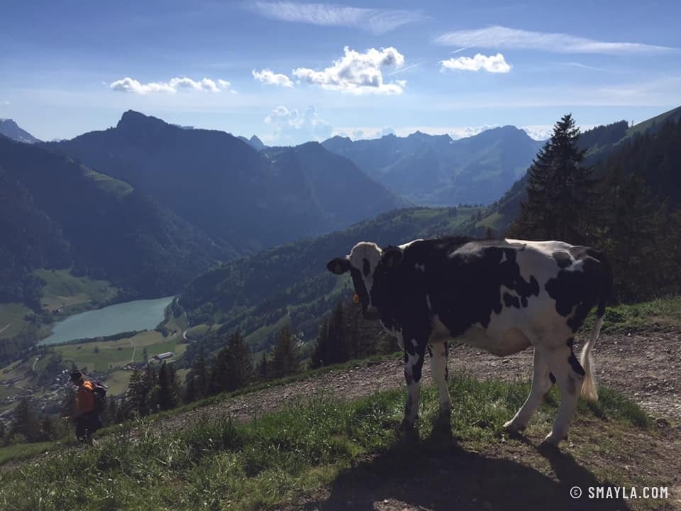 Vache devant le lac
