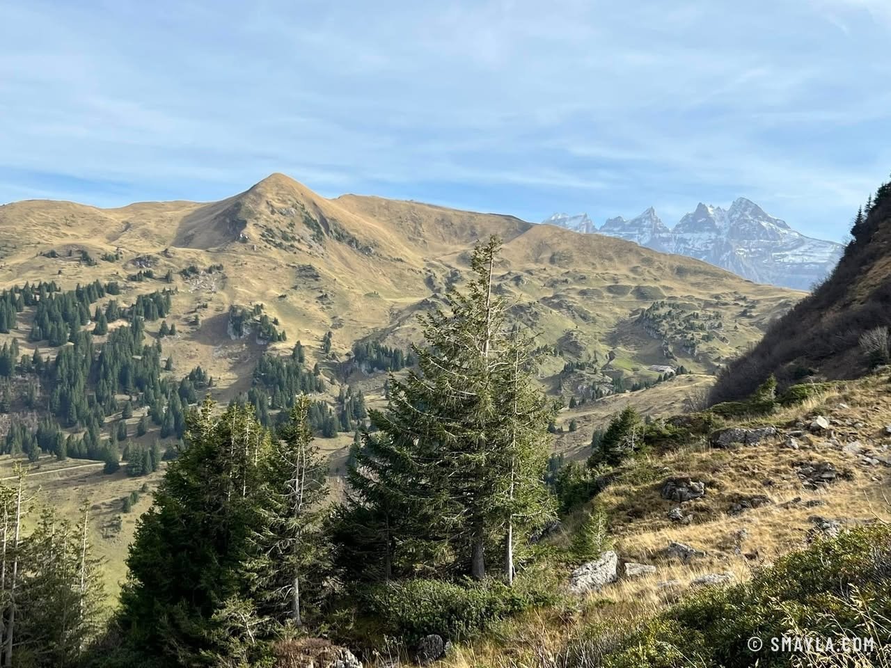 Sapins et Dents du Midi