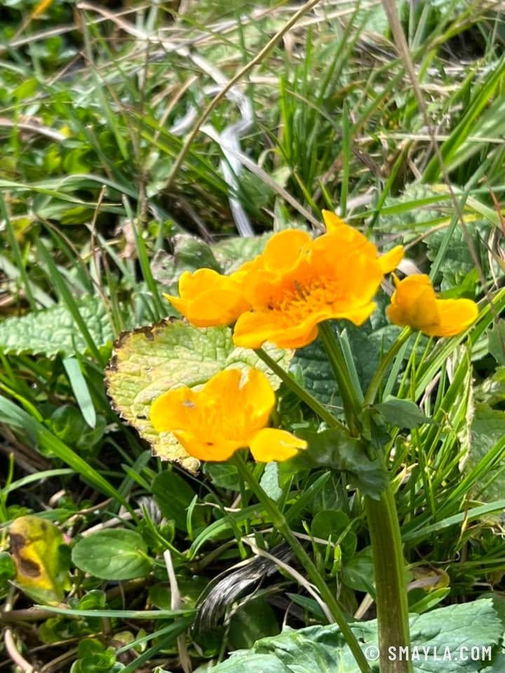 Populage en fleur
