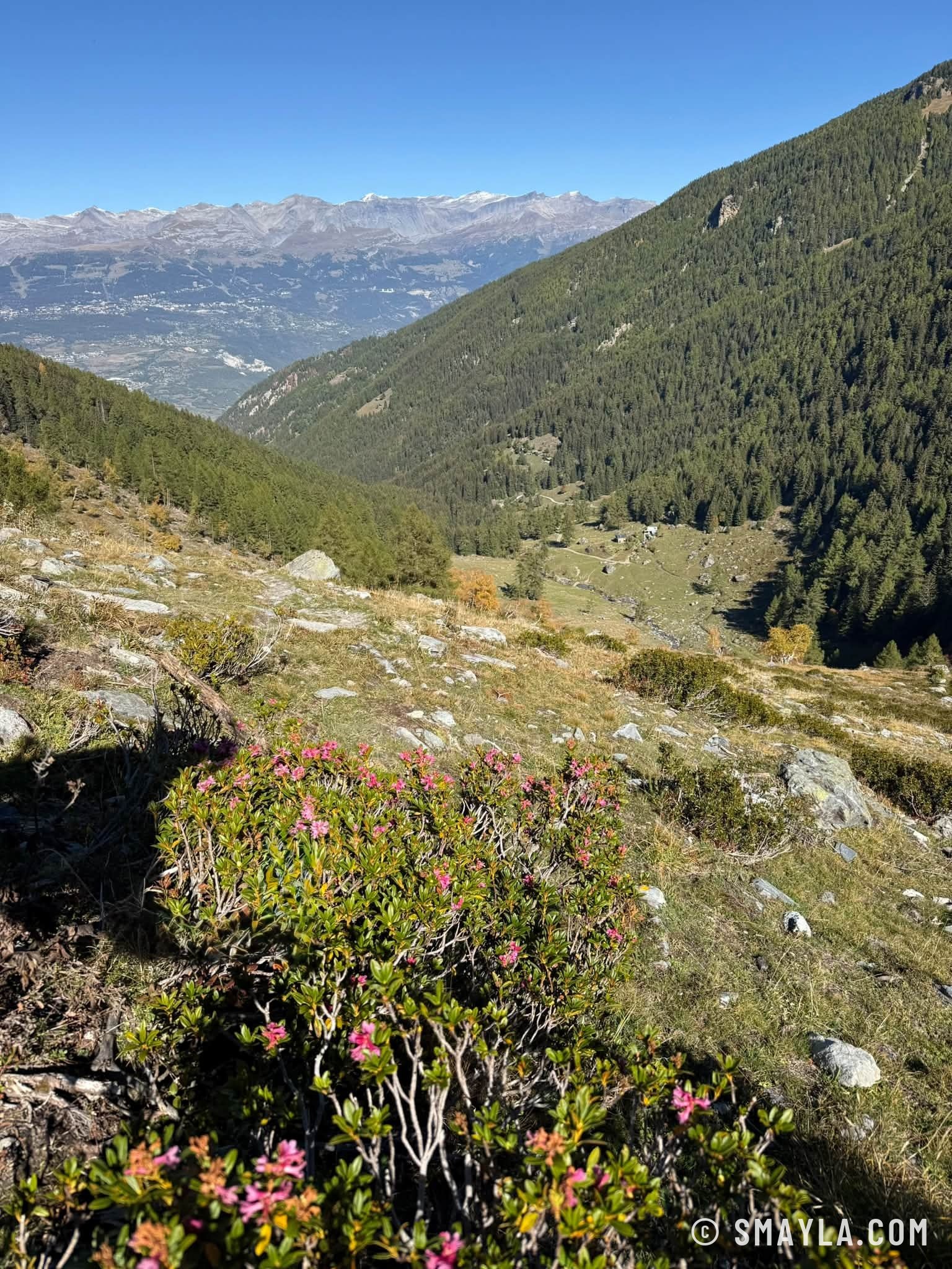 Vallon et rhododendrons