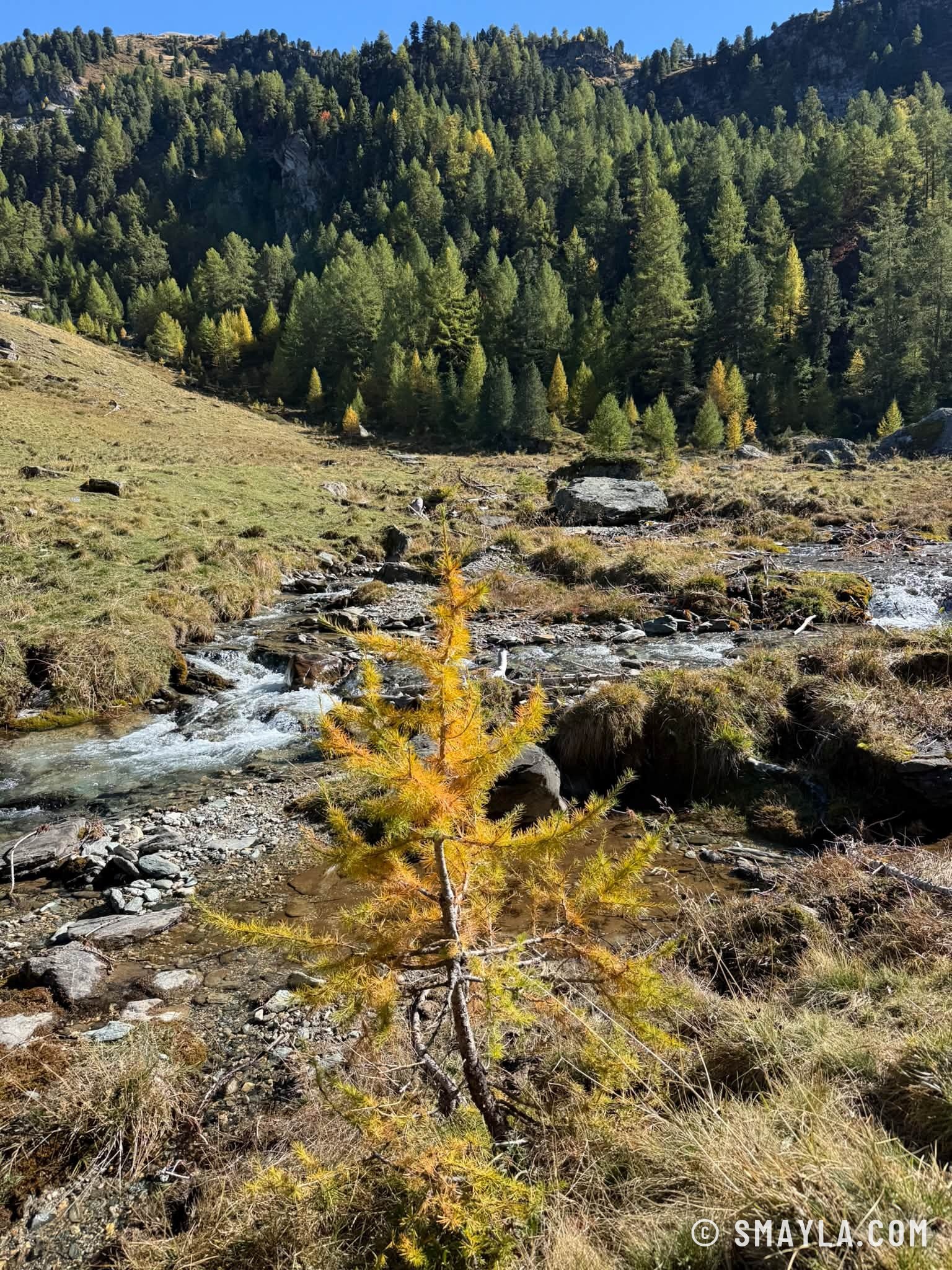 Mélèze au bord du torrent