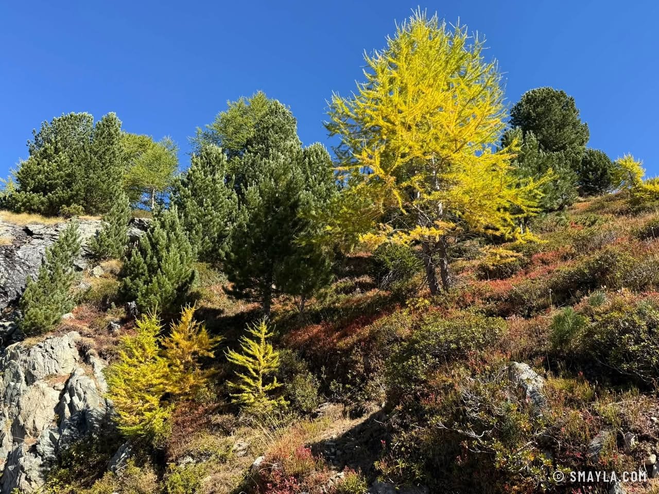 Mélèzes jaunes et arolles