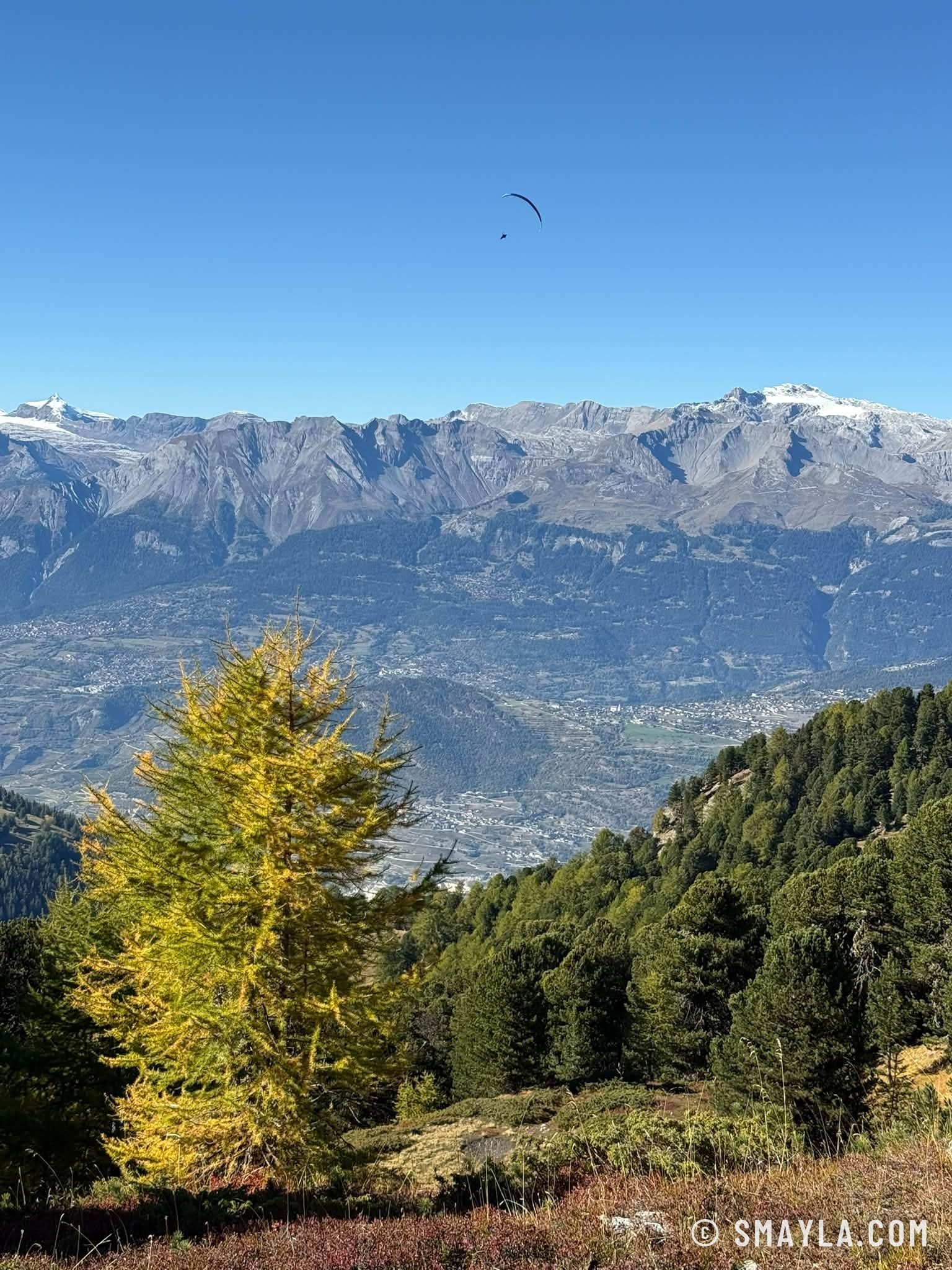 Mélèze doré et vallée du Rhône