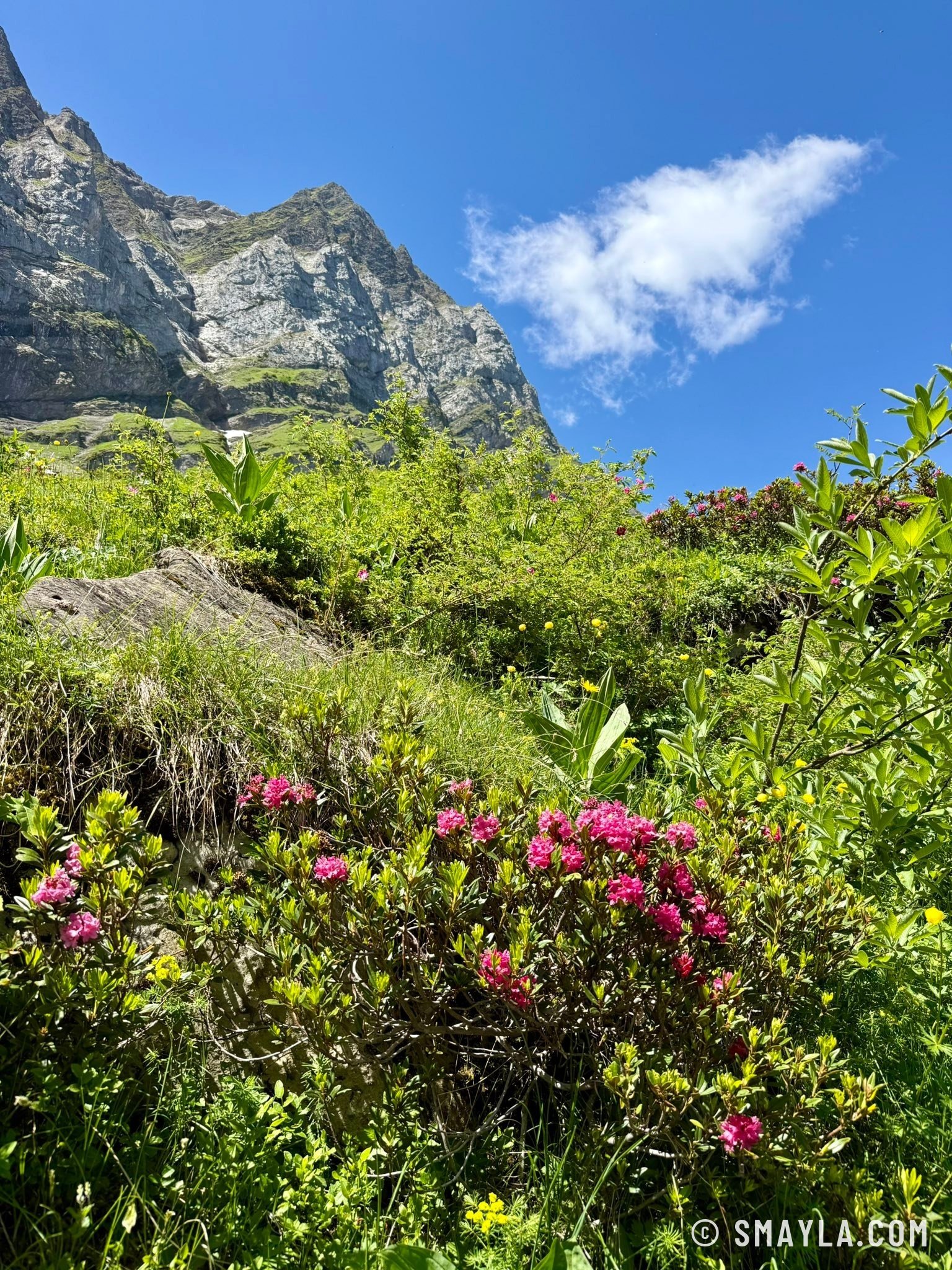 Alpenroses below the cliffs