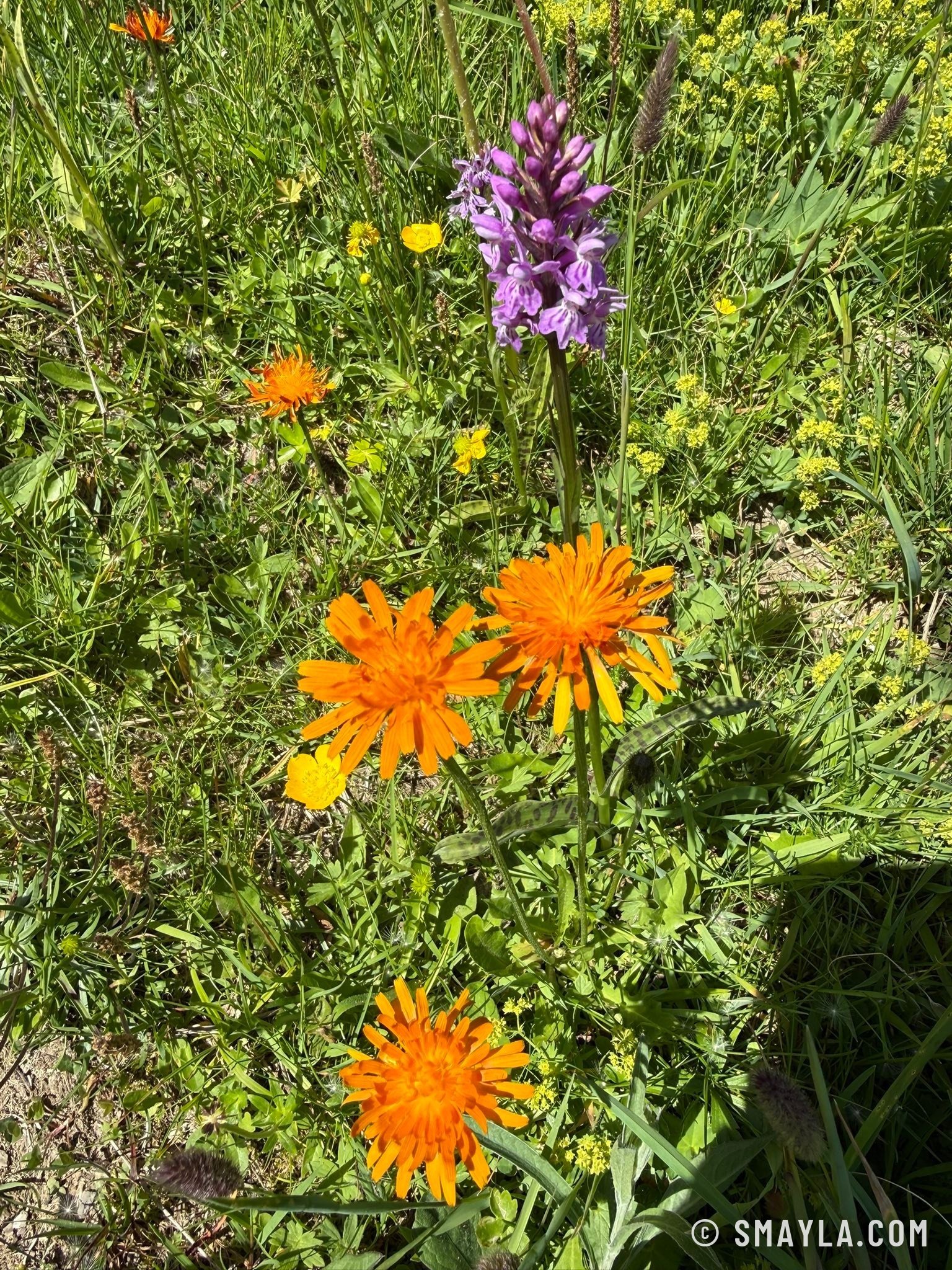Meadow flowers