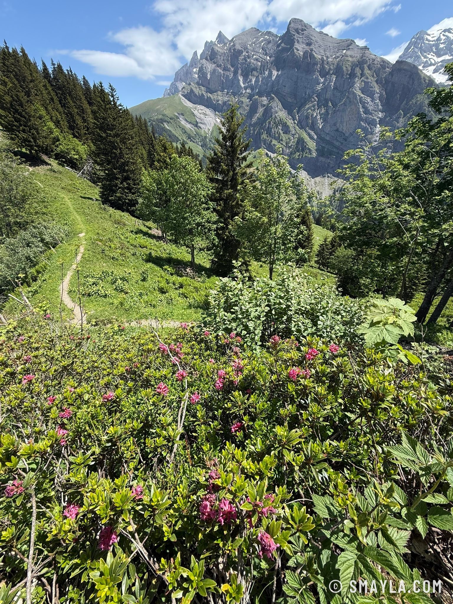 Path among alpenroses