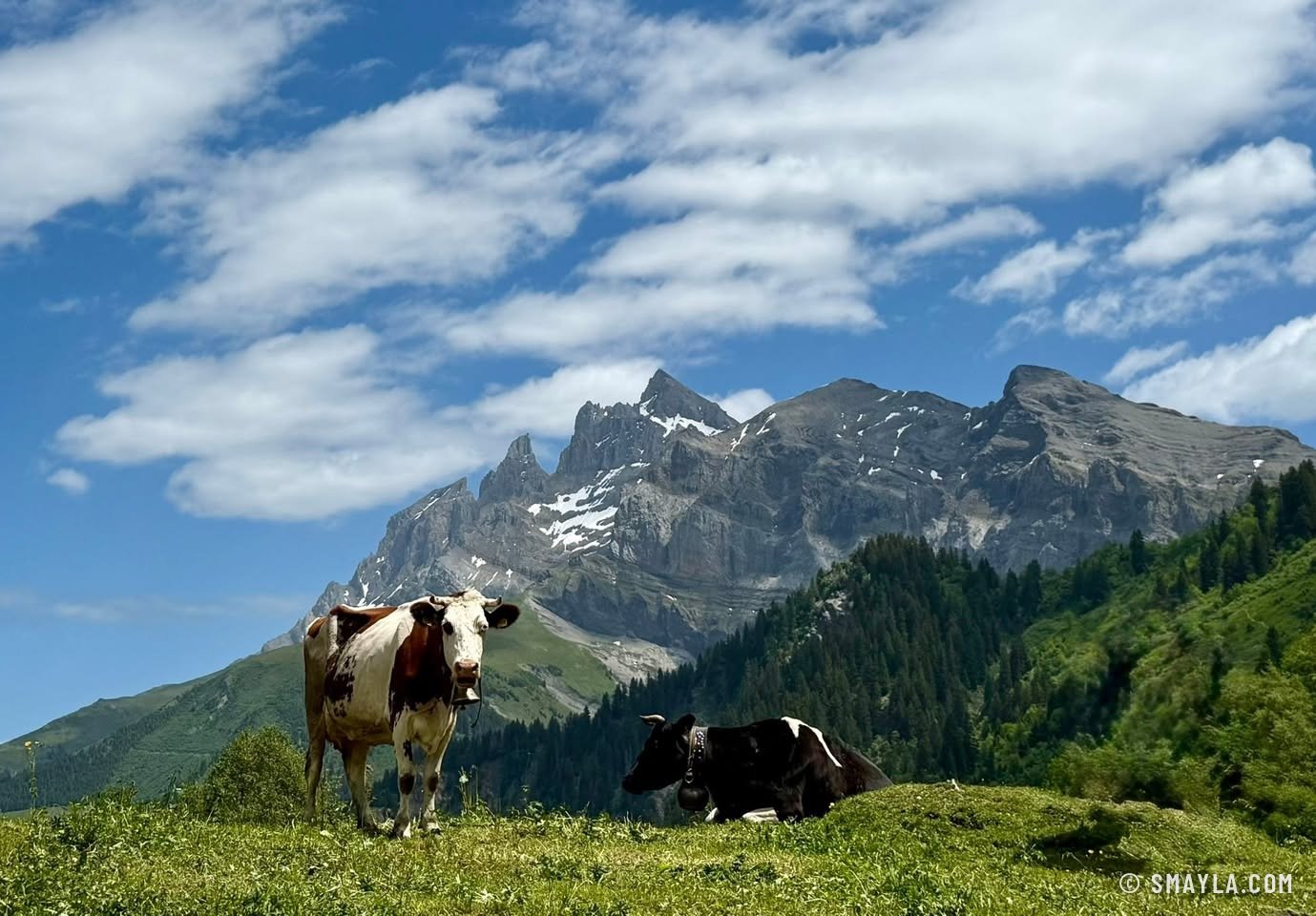 Cows before the Dents du Midi
