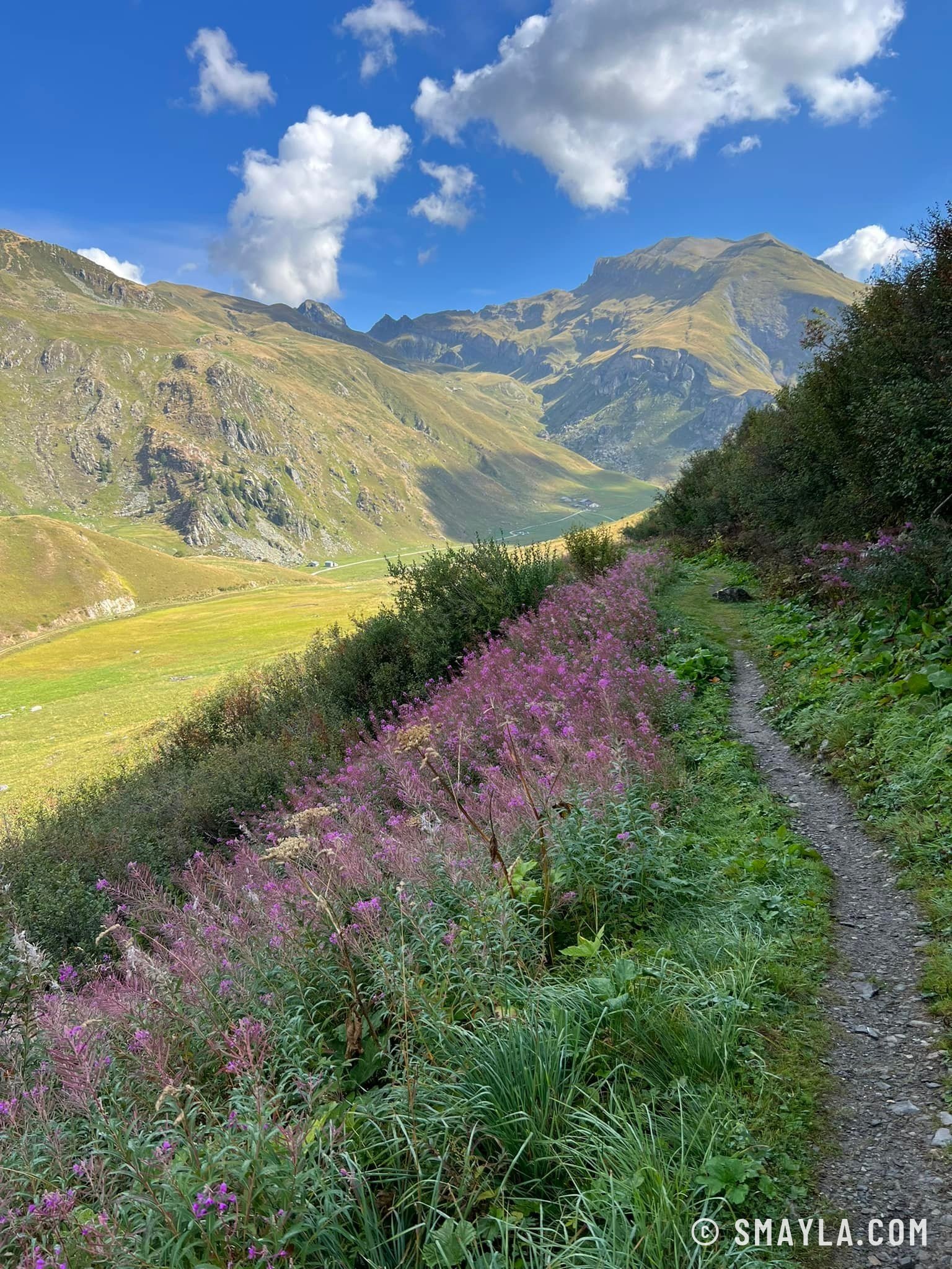 Sentier bordé d'épilobes