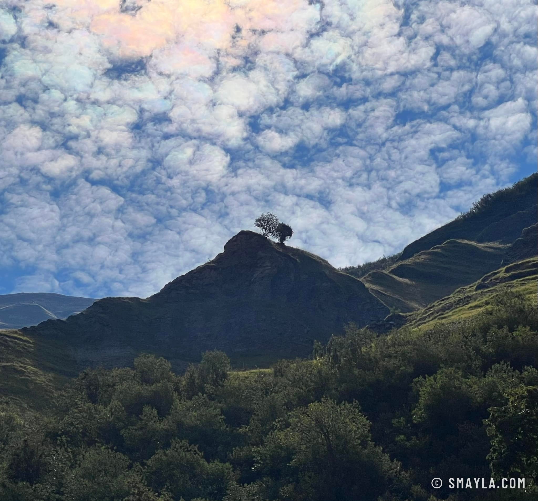 Deux arbres sur la crête