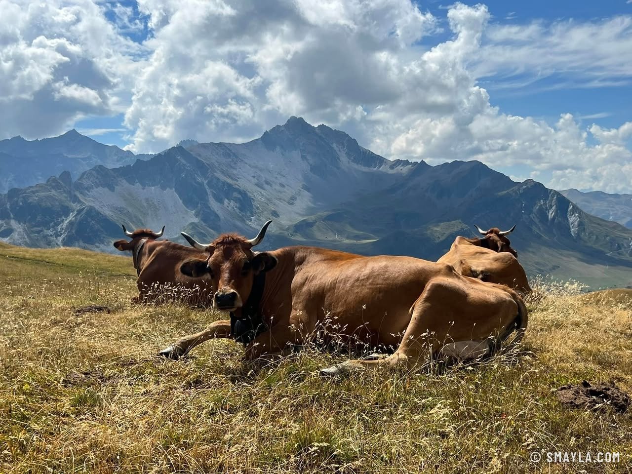 Vaches tarines au col de la Sauce