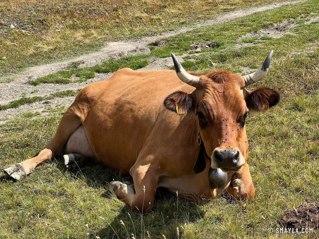 Une vache tarine au repos