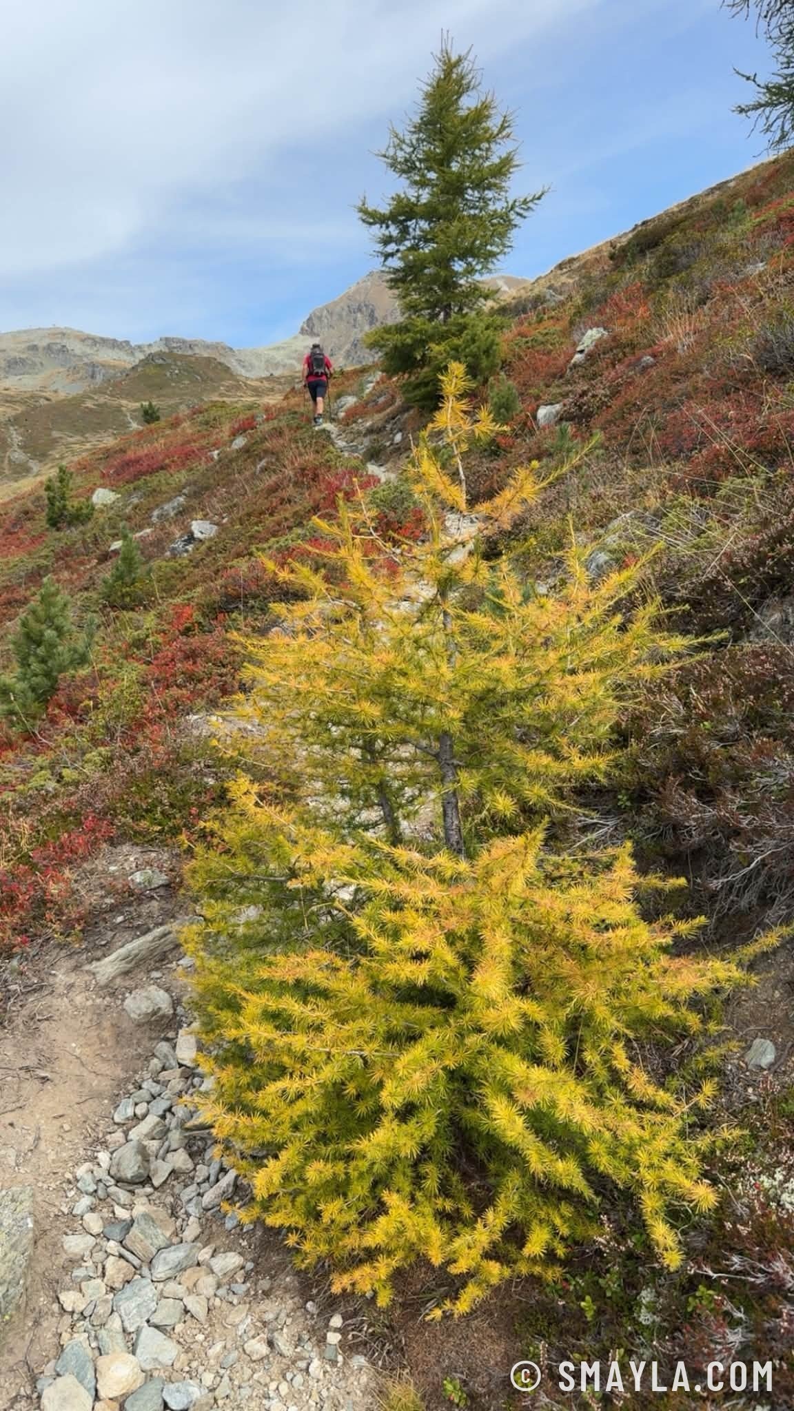 Mélèze doré sur le sentier
