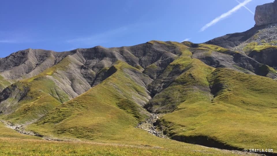 Croupes d'herbe dorée