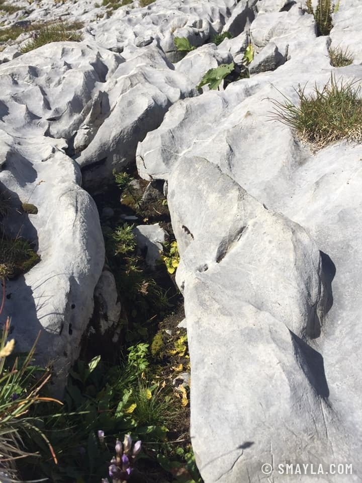 Le lapiaz de Tsanfleuron