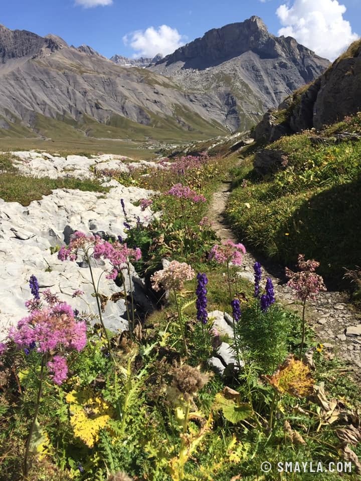 Fleurs dans le lapiaz