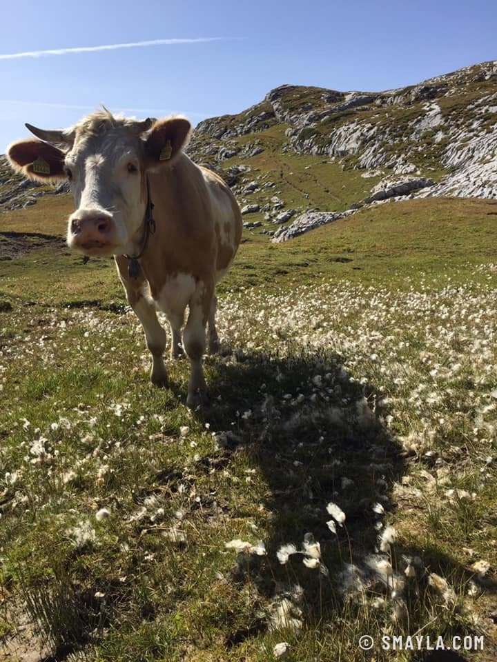 Une vache curieuse sur le plateau