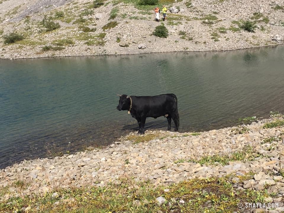 Vache noire au bord du lac du Sanetsch
