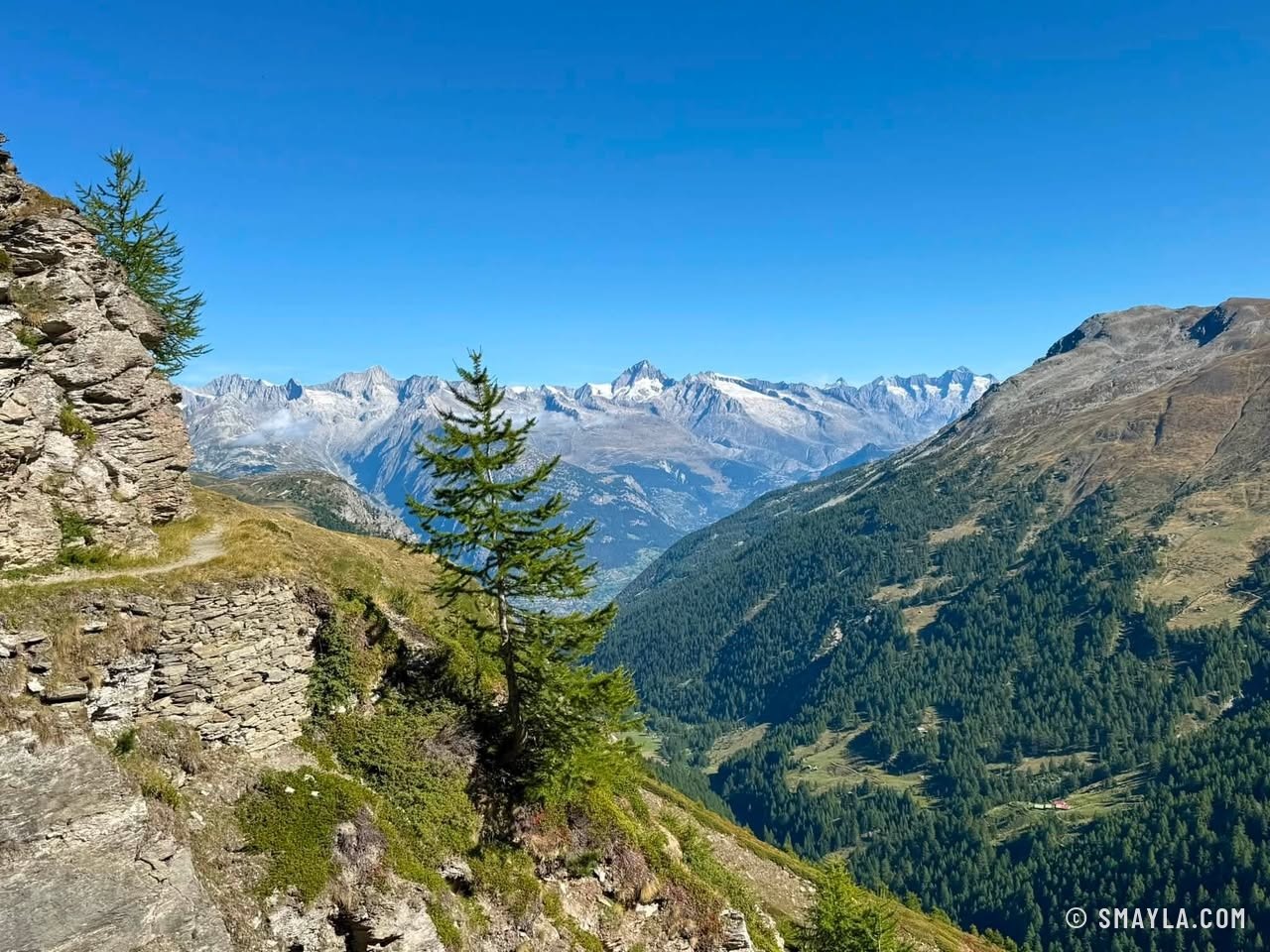 Mélèze et vallée