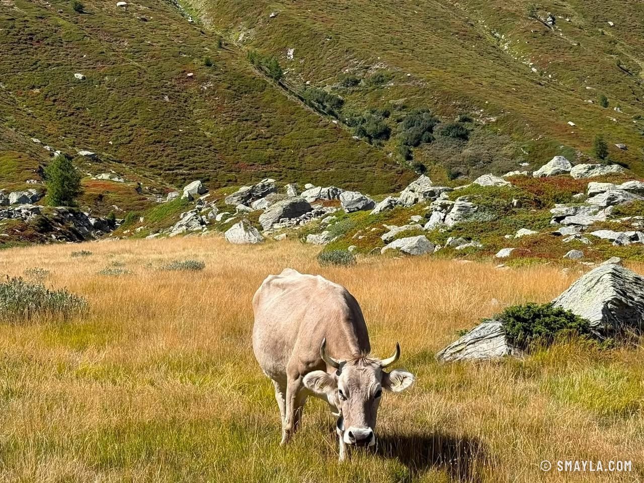Vache dans l'alpage