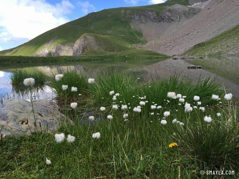 Linaigrettes au bord du lac