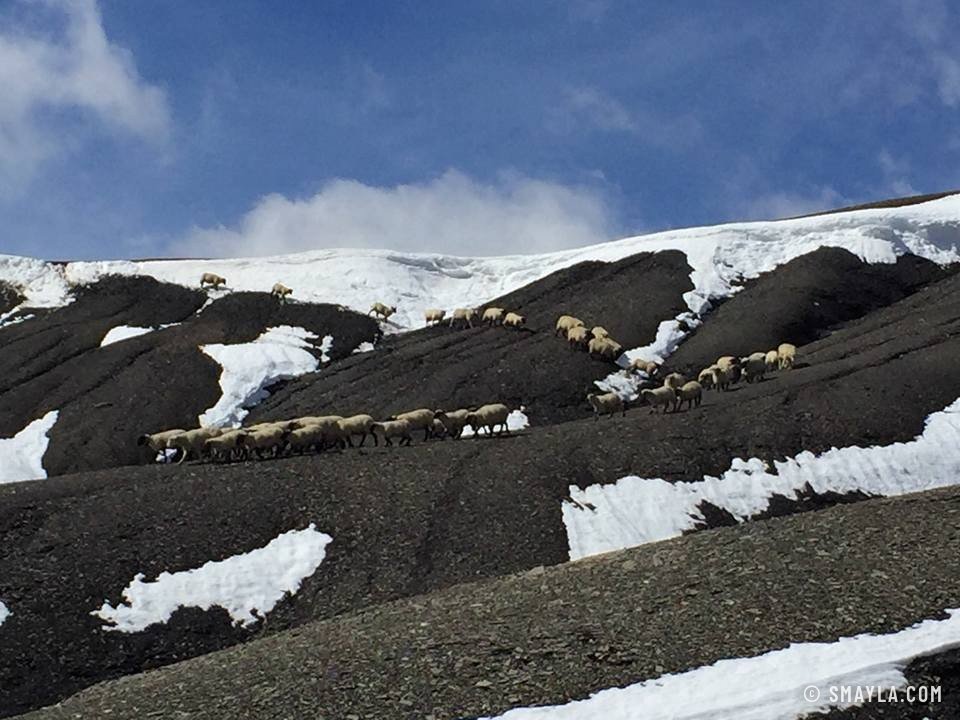 Moutons sur les dalles et la neige