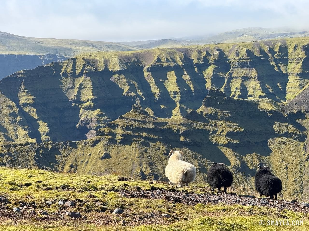 Trois moutons face au canyon