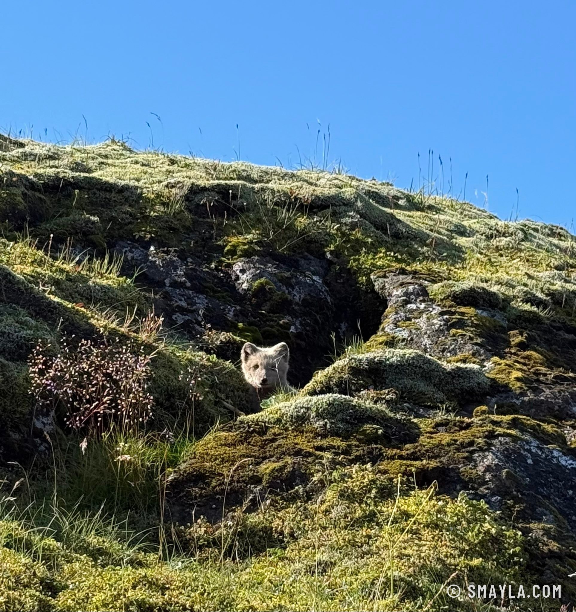 Un petit renard polaire