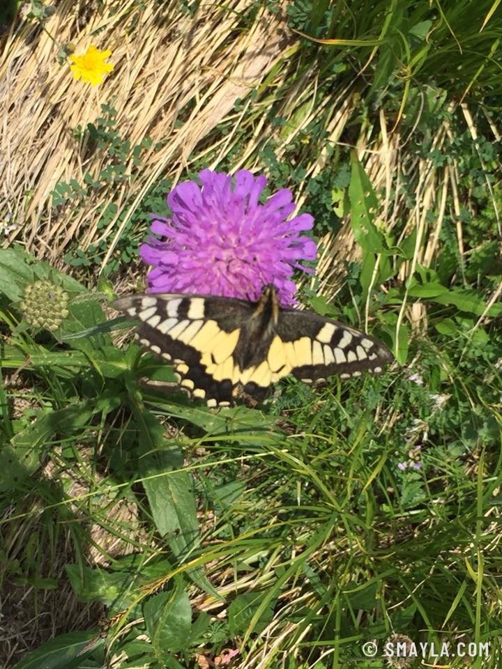 Machaon sur une scabieuse