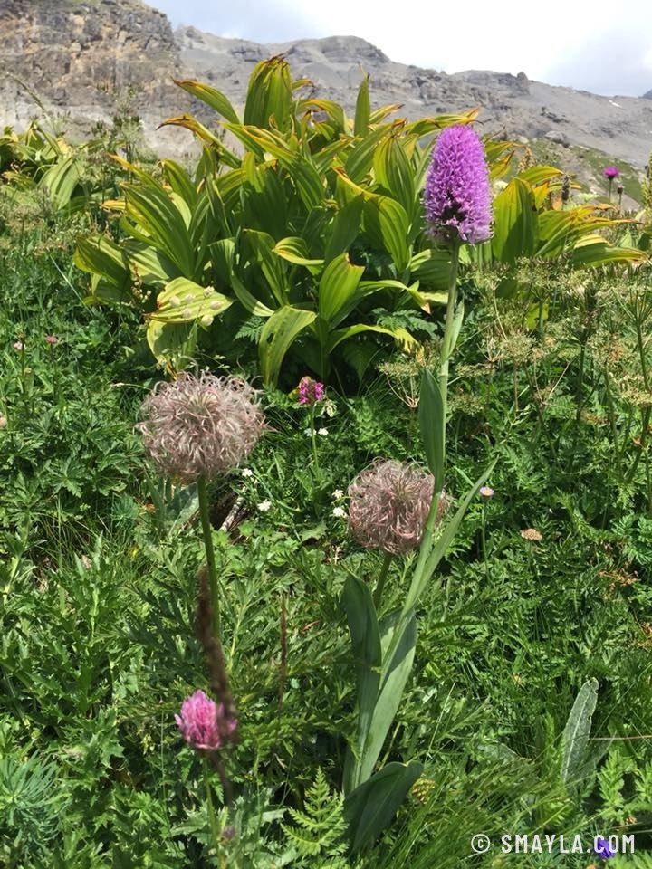 Orchidée et fleurs de l'alpage